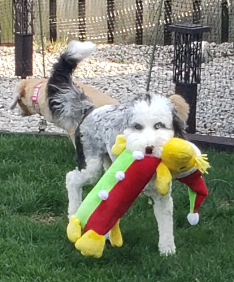 Dog Playing in Yard