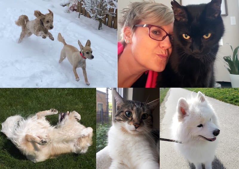 London Pet Sitting gallery